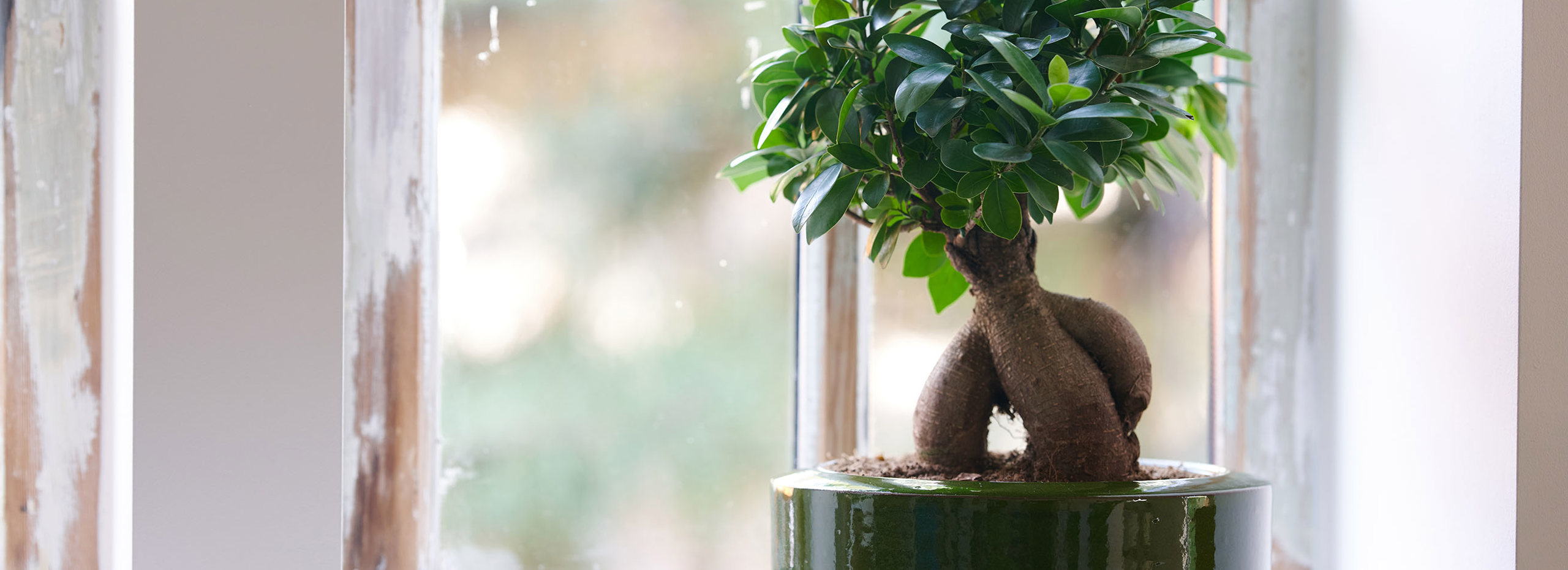 Ficus Bonsai1